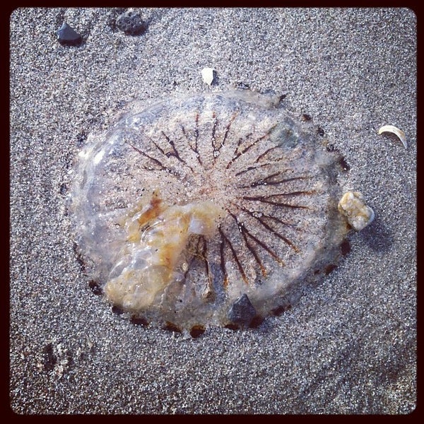 7/21/2012にYurena G.がMaribu Beachで撮った写真