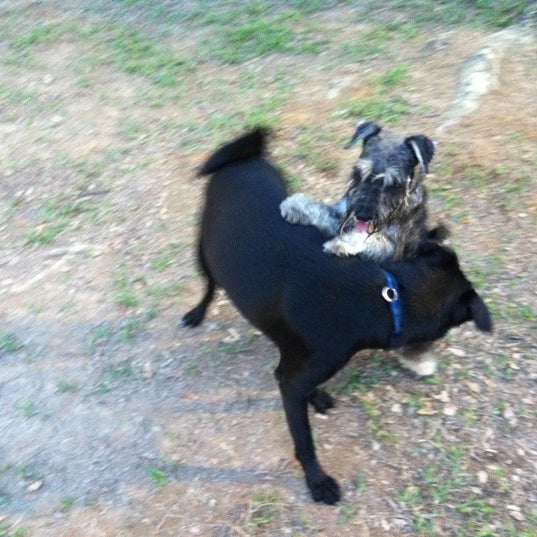 Photos At Dog Run Katong Park Dog Run In Marine Parade Photos At Dog Run Katong Park Dog Run In Marine Parade