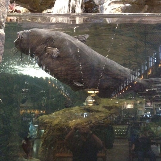 Fish Tank at Bass Pro Shops - Other Great Outdoors in Concord