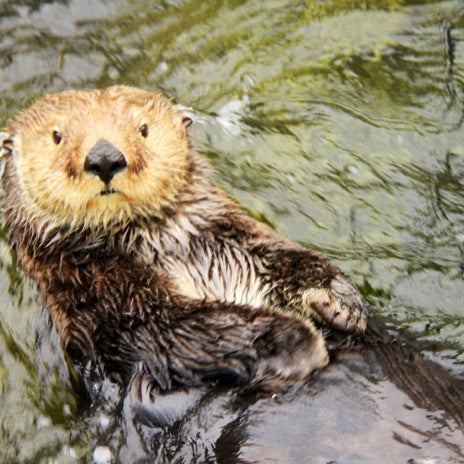 Vancouver Aquarium - JLvF6ASHf W0W JNB6Wc VgnGEqV7soDSDVYVHWQDHE