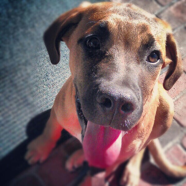 vca animal hospital big bear