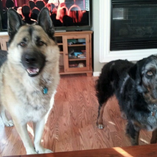 Pleasanton Veterinary Hospital 37 visitors