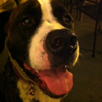 8/4/2012 tarihinde Elaine M.ziyaretçi tarafından Bad Dog Tavern &amp; Grill'de çekilen fotoğraf