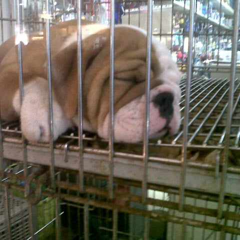 city mall pet shop