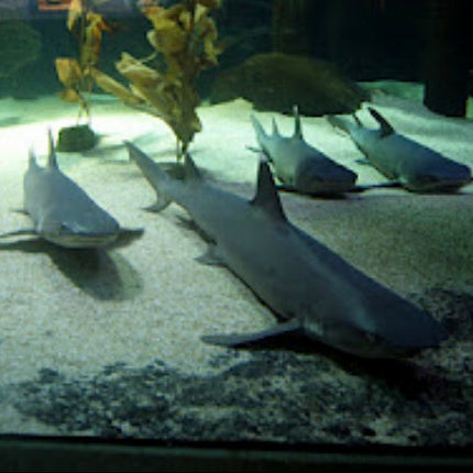 Снимок сделан в Underwater World And Dolphin Lagoon пользователем €£  Pr@d@ 7/1/2012