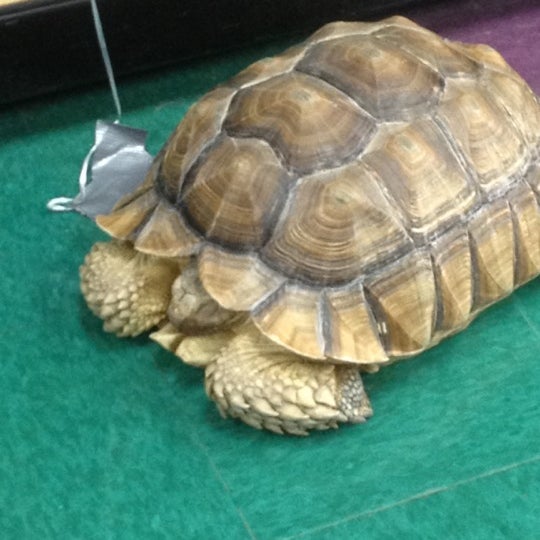 Petland Pet Supplies Store in Lewis Center