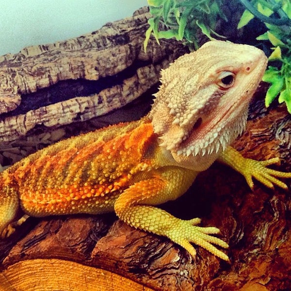 Photo taken at Northampton Reptile Centre by Gary R. on 8/28/2012