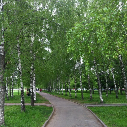 Москва березовая аллея