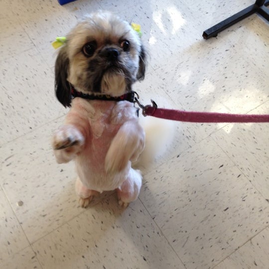 PetSmart Round Rock, TX