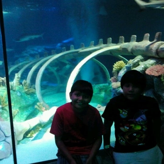 รูปภาพถ่ายที่ Sea Life Aquarium โดย Angela R. เมื่อ 6/16/2012