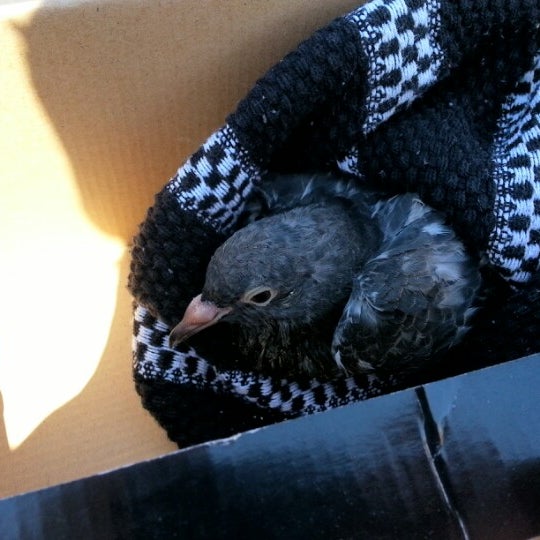 Photos At Apple Valley Municipal Animal Shelter Building