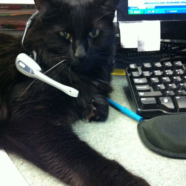 Give Finnwick the clinic cat a treat and he'll love you forever!