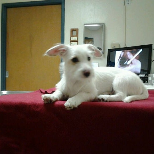 ocean ave pet hospital