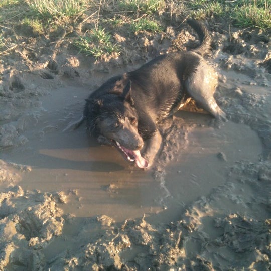 Photos at Wauwatosa Dog Park Dog Run in Wauwatosa