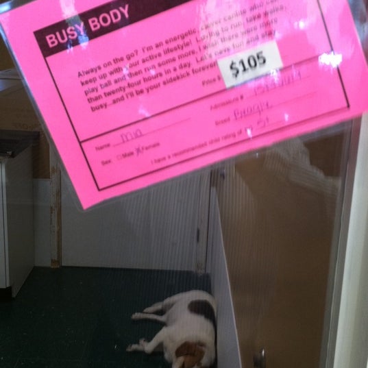 Photos at Kentucky Humane Society East Campus Animal Shelter in