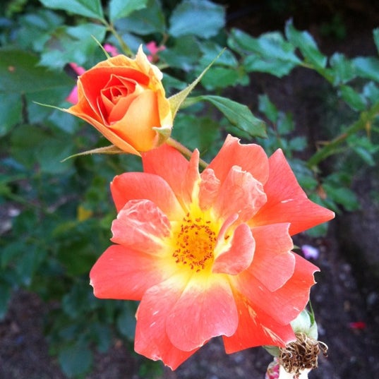 Rose Garden at Back Bay Fens - Emerald Necklace - Garden in Boston