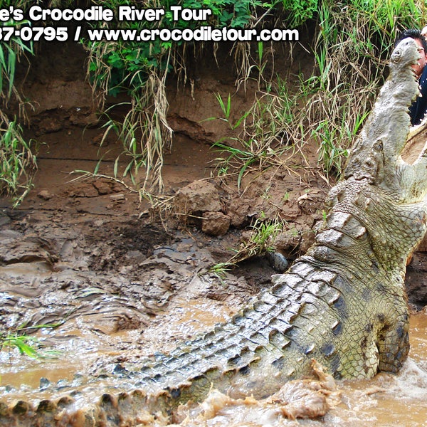 We have a tour running TOMORROW, September 04 at 12:00pm, please let us know if you would like to join us! 2637-0795 or info@crocodiletour.com