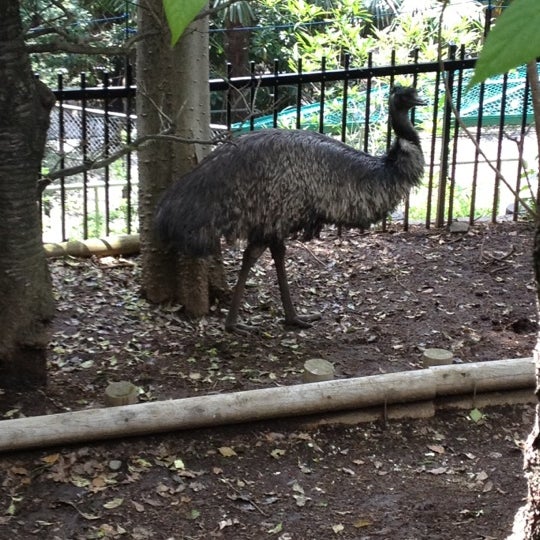 Photos At エミュー Zoo Exhibit