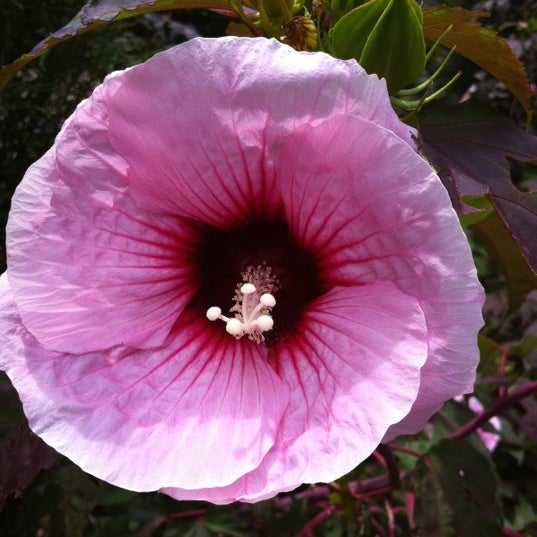 7/8/2012 tarihinde Robert C.ziyaretçi tarafından Botanica'de çekilen fotoğraf