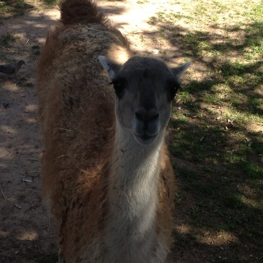 Photo taken at El Paso Zoo by Goldie A. on 4/21/2012