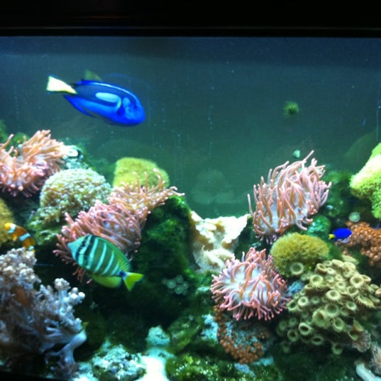 รูปภาพถ่ายที่ Mahi Mah&#39;s Seafood Restaurant โดย Danielle F. เมื่อ 2/11/2012