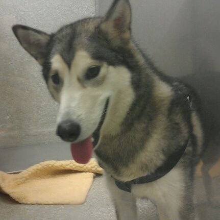 Photos at VCA Valley Oak Veterinary Center Veterinarian in Chico