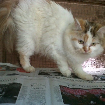 Photos At Pasar Hewan Ambarawa 2 Tips