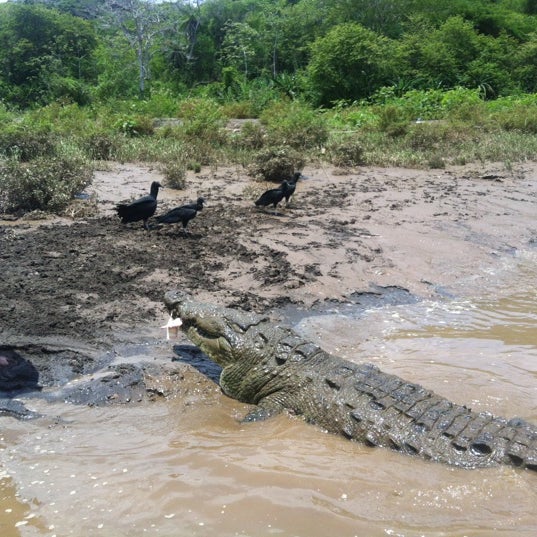 Photo taken at Jungle Crocodile Safari by Olga R. on 5/7/2012