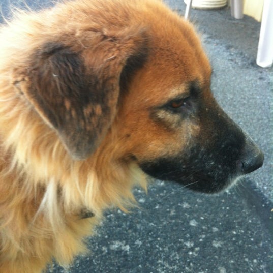 Homeward Bound Animal Shelter Decatur, IL'da foto??raflar