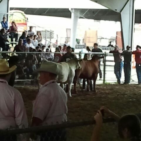 Photos At Rio Grande Livestock Show Steer Barn