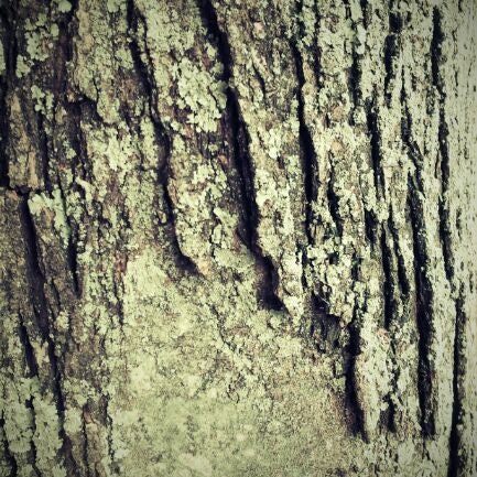 Guilford College Trails Trail In Greensboro