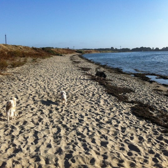 Fiesta Island Dog Park Mission Bay Park San Diego, CA