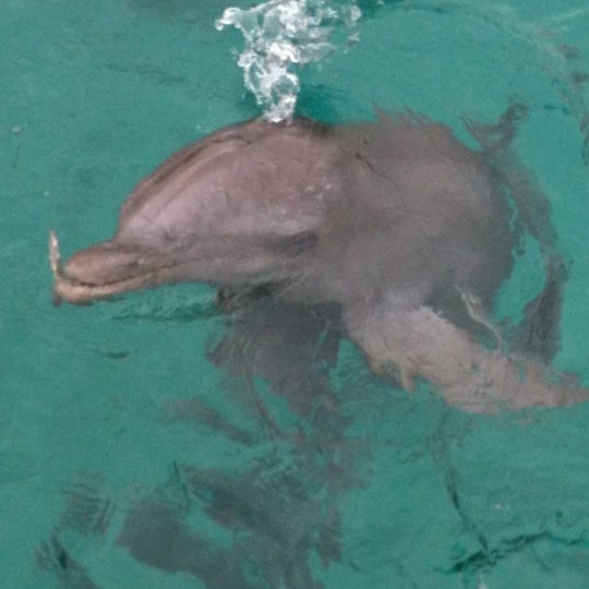 8/23/2012 tarihinde Alice M.ziyaretçi tarafından Dolphin Academy'de çekilen fotoğraf