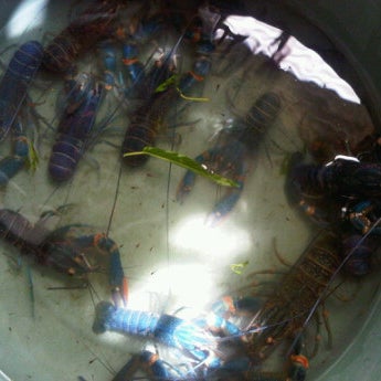 Photos At Lobster Air Tawar Pet Store