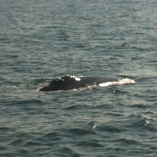 8/13/2012 tarihinde Keika J.ziyaretçi tarafından Cape Ann Whale Watch'de çekilen fotoğraf