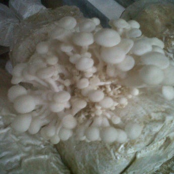 Pusat Budidaya Jamur Tiram Kebun di Yogyakarta