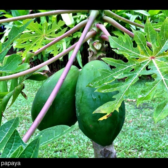 8/29/2012にJai R.がHonua Lani Gardens Kauaiで撮った写真