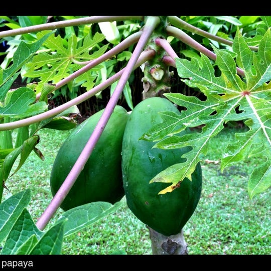 8/29/2012 tarihinde Jai R.ziyaretçi tarafından Honua Lani Gardens Kauai'de çekilen fotoğraf