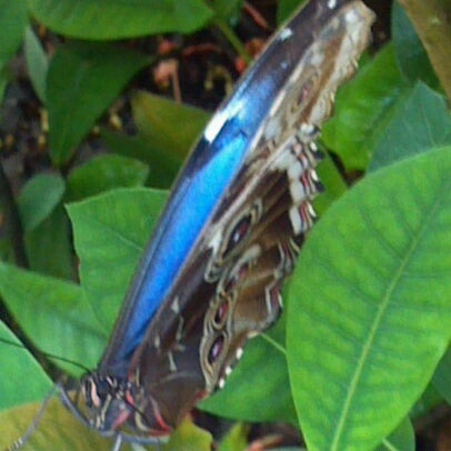 Photo prise au Butterfly House at Faust County Park par TK le8/19/2012