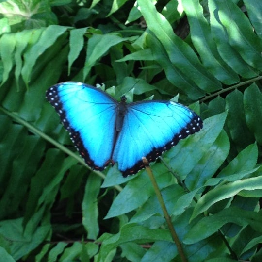 2/26/2012에 Anne G.님이 Butterfly House at Faust County Park에서 찍은 사진