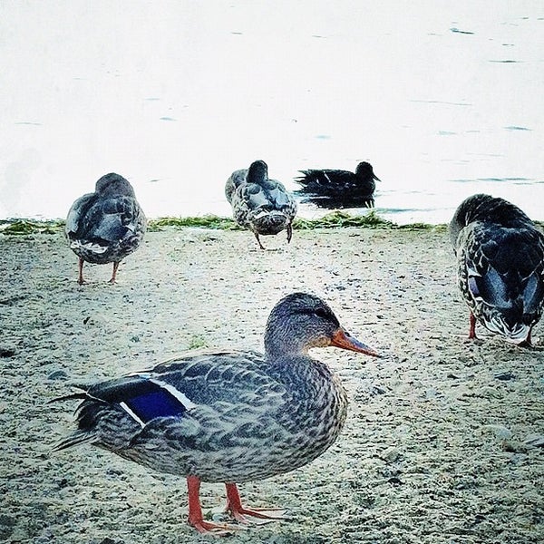 Photo taken at Cragun&#39;s Resort on Gull Lake by Mischa (Michele) K. on 9/2/2012