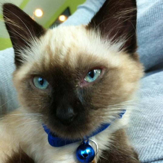 vca cabrera animal hospital