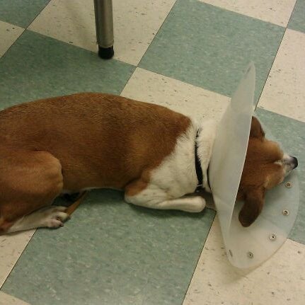 Banfield pet hospital ikea sales blvd