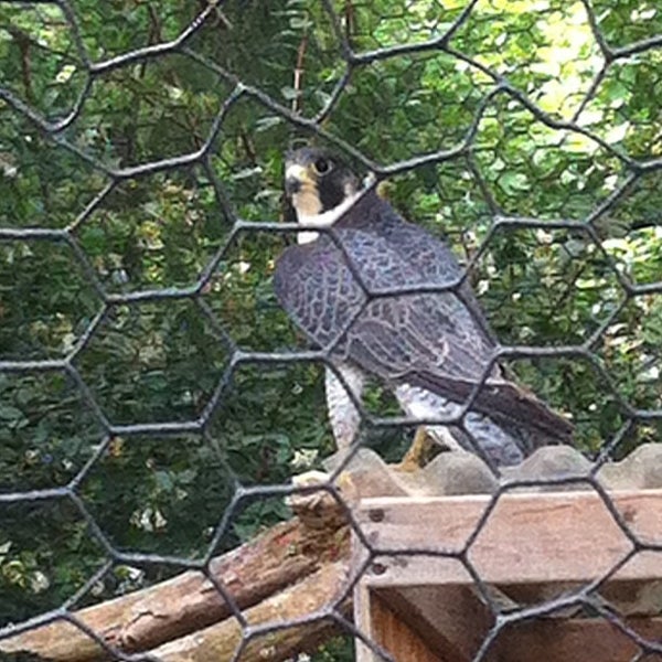 Foto diambil di Elmwood Park Zoo oleh The Spring Mount 6. pada 6/24/2012