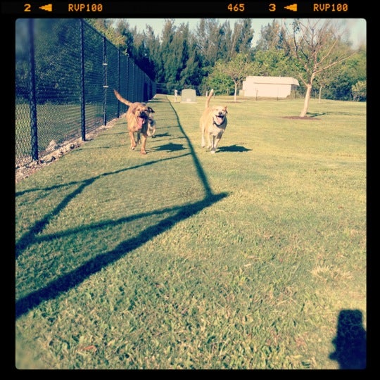 Barkham at Markham Park Dog Run in Weston