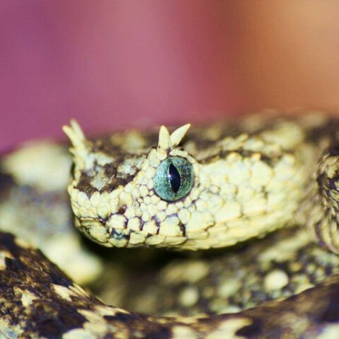 Photo taken at Reptilia by Andre N. on 6/13/2012