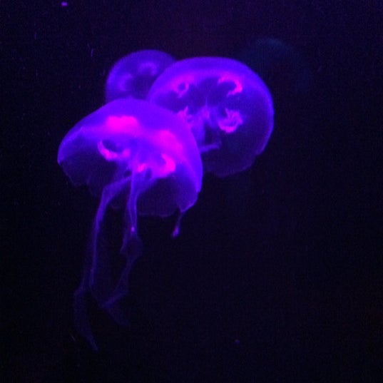 Foto scattata a Sea Life Aquarium da Mo D. il 7/12/2012