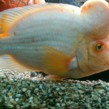 Living Sea Aquarium - QeMxTFHVU3uaAPYcgIFazPii4IEjrQ8IyvGAD0 Vmu8