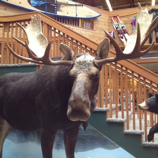 Are Dogs Allowed In Kittery Trading Post