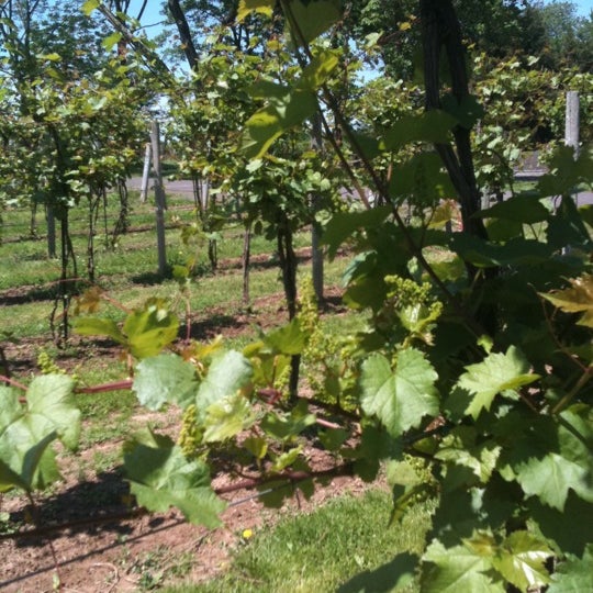 Photo taken at Buckingham Valley Vineyard &amp; Winery by Sue R. on 5/19/2012